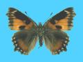Aglias urticae ab. leodiensis 7-4-1942 Coleshill, UK (Internet Image property of respective owner, non-commercial use only)